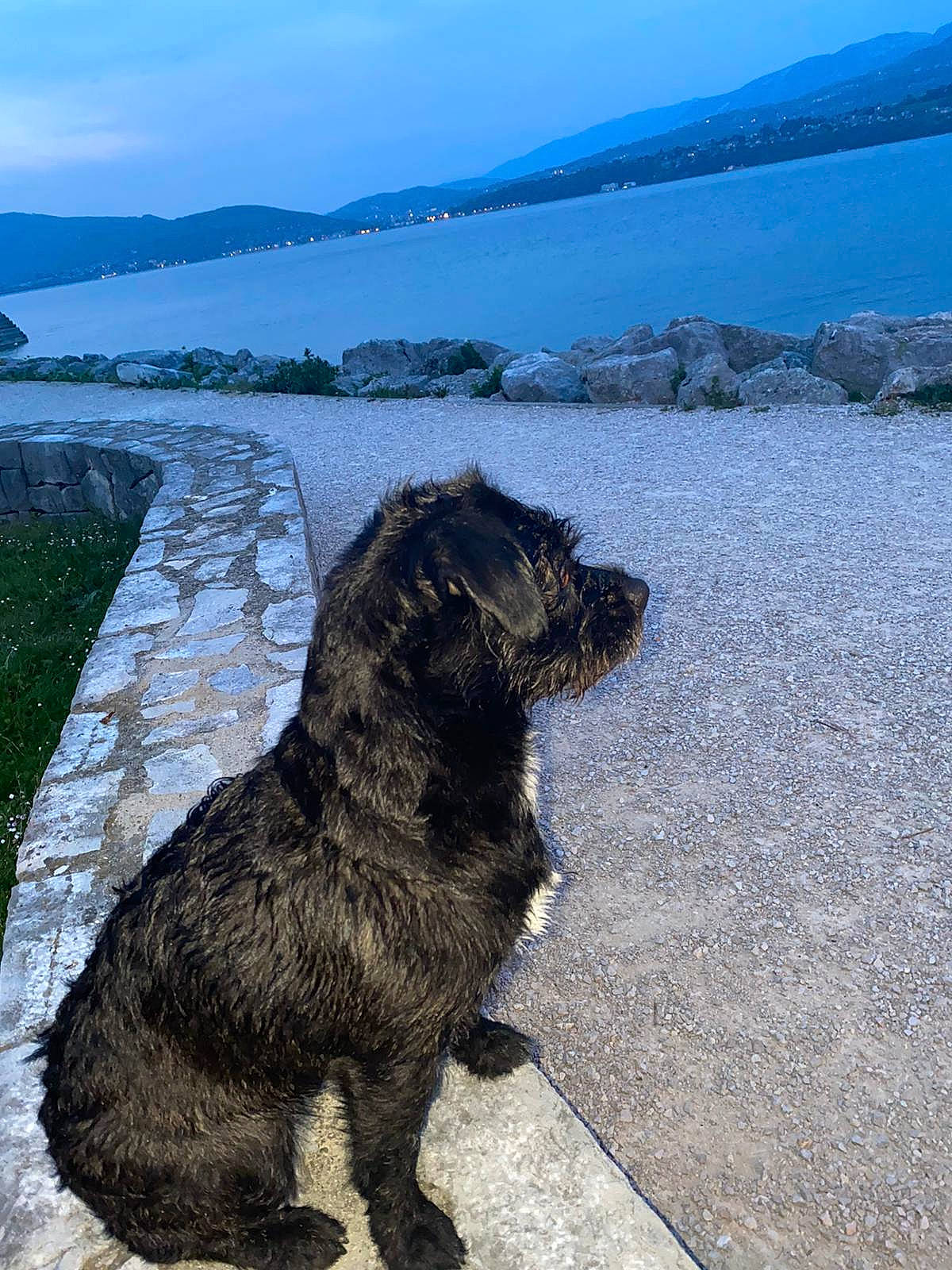 Ody a rejoint le concours — aidez-le/la à gagner de superbes lots ! canidae, carnivore, dog, dog_breed, portuguese_water_dog, spaniel, sporting_group