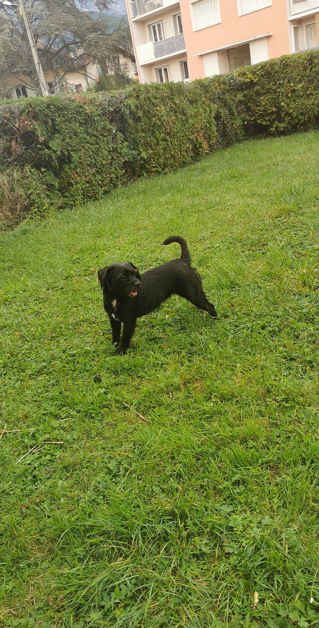 Ody a rejoint le concours — aidez-le/la à gagner de superbes lots ! canidae, carnivore, companion_dog, dog, dog_breed, grass, guard_dog, hunting_dog, labrador_retriever, patterdale_terrier, sporting_group, tail