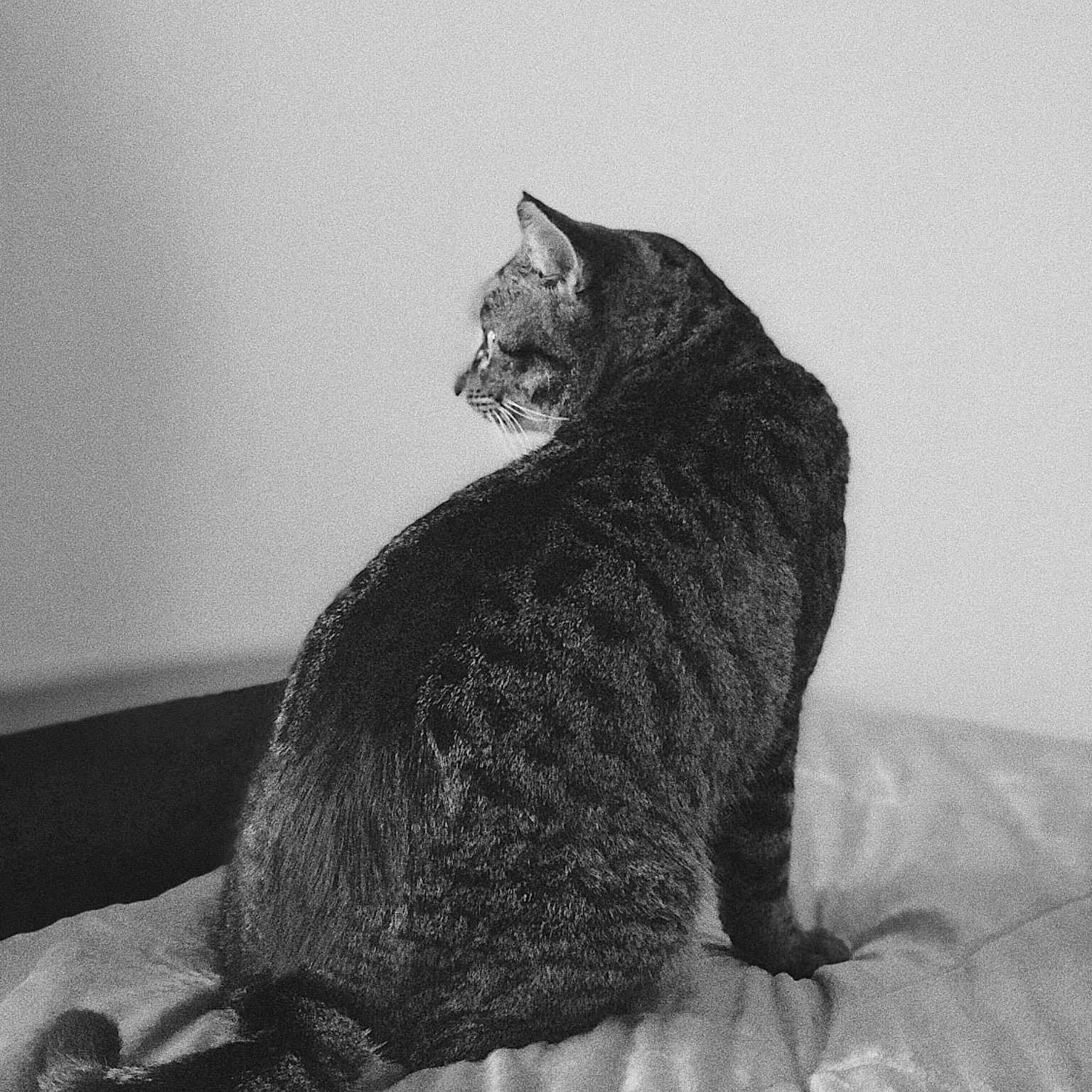 Cake joined the competition — help win amazing prizes! asian, black, black_and_white, carnivore, cat, domestic_short_haired_cat, dragon_li, european_shorthair, felidae, fur, german_rex, monochrome, small_to_medium_sized_cats, style, tabby_cat, tail, whiskers