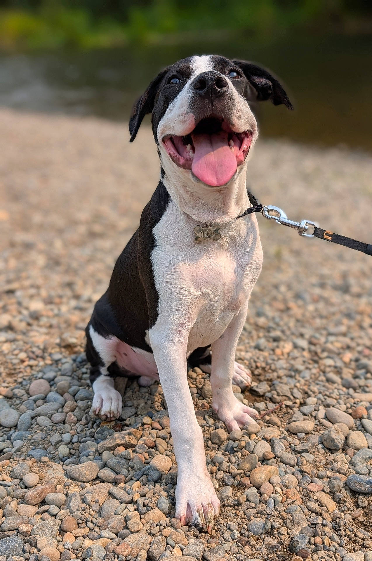 Ollie is registered to the contest to win money with this photo: accessories, animal, beagle, bodypart, boxer, bulldog, canine, dog, gravel, hound, leash, mouth, pebble, person, pet, pitbull, pointer, puppy, road, strap