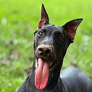 Rhaenyra is registered to the contest to win money with this photo: animal, black_dog, canine, closeup, cute, daylight, dog, ears, friendly, grass, happy, mammal, nature, outdoor, pet, playful, portrait, summer, tongue, tongue_out