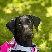 Rhaenyra joined the competition — help win amazing prizes! animal, black_dog, canine, closeup, curious, daylight, dog, ears, friendly, grass, greenery, harness, leash, nature, outdoor, pet, pink_harness, portrait, shiny_coat, sunlight