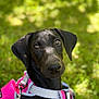 animal, black_dog, canine, closeup, curious, daylight, dog, ears, friendly, grass, greenery, harness, leash, nature, outdoor, pet, pink_harness, portrait, shiny_coat, sunlight