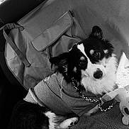 Charlie is registered to the contest to win money with this photo: dog, black_and_white, pet, car_interior, seat_cover, plush_toy, cozy, shirt, looking_at_camera, fur, ears, leash, blanket, comfortable, relaxed, companion, vehicle, window, seat, curious