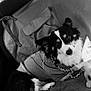dog, black_and_white, pet, car_interior, seat_cover, plush_toy, cozy, shirt, looking_at_camera, fur, ears, leash, blanket, comfortable, relaxed, companion, vehicle, window, seat, curious