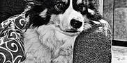 Charlie joined the competition — help win amazing prizes! dog, pet, corgi, black_and_white, blanket, armchair, indoor, cozy, fur, resting, animal, portrait, texture, furniture, cute, relaxed, companion, domestic, home, snuggle