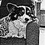 dog, pet, corgi, black_and_white, blanket, armchair, indoor, cozy, fur, resting, animal, portrait, texture, furniture, cute, relaxed, companion, domestic, home, snuggle
