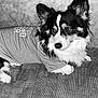 Charlie joined the competition — help win amazing prizes! dog, pet, clothing, shirt, carpet, indoor, black_and_white, fur, animal, cute, portrait, looking_away, ears, face, paw, canine, companion, domestic, furry, snug