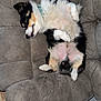Charlie is registered to the contest to win money with this photo: dog, couch, indoor, relaxed, pet, fur, tricolor, sleeping, belly_up, cozy, furniture, canine, domestic_animal, collar, paw, resting, cute, animal, home, fluffy