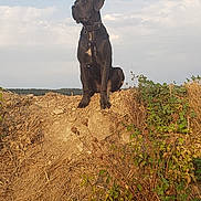 Puppy participe au concours pour gagner de l'argent avec cette photo : alert, animal, black_dog, canine, cloudy_sky, collar, daytime, dog, dry_vegetation, earth, field, grass, harness, landscape, mound, nature, outdoor, pet, sitting, watchful
