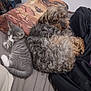 animal, bed, blanket, cat, companion, cozy, curled_up, curly_fur, cute, dog, friendship, furry, indoor, pets, pillow, relaxing, resting, sleeping, soft, striped_cat