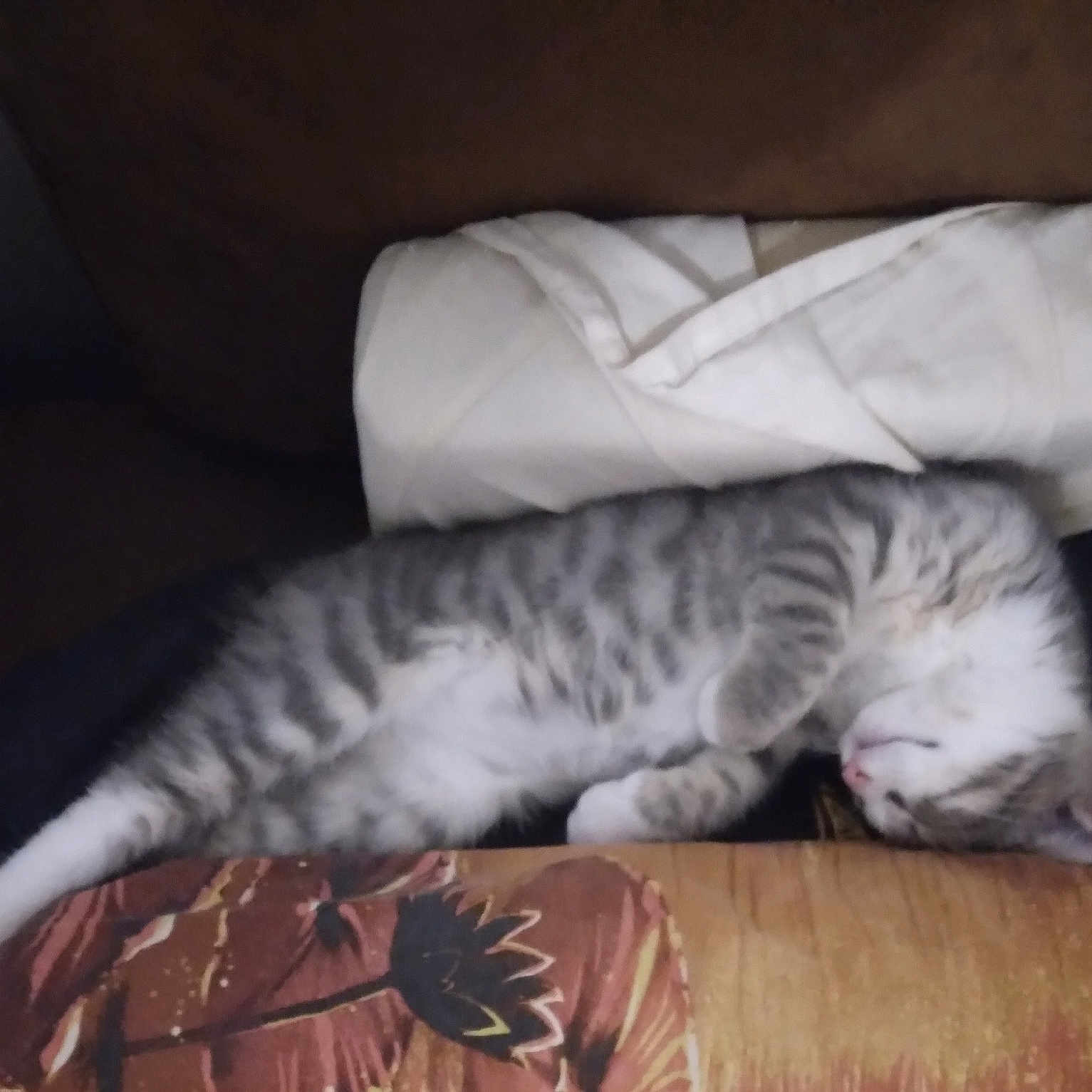 Gucci Bocquel participe au concours pour gagner de l'argent avec cette photo : animal, blanket, cat, couch, cozy, cute, domestic_cat, feline, fur, gray_tabby, home, indoor, kitten, pet, pillow, relaxed, resting, sleeping, soft, whiskers