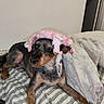 dog, bed, blanket, pink_hat, pet, indoor, resting, fur, animal, canine, cute, sleepy, cozy, patterned_bedspread, household, domestic, relaxed, torn_fabric, portrait, companion