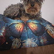 Mojito a rejoint le concours — aidez-le/la à gagner de superbes lots ! animal, black, brown, butterfly, colorful, cozy, curious, cushion, cute, decor, dog, fur, home, indoor, laying, pattern, pet, portrait, relaxing, small