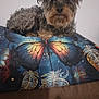 animal, black, brown, butterfly, colorful, cozy, curious, cushion, cute, decor, dog, fur, home, indoor, laying, pattern, pet, portrait, relaxing, small