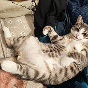 Gucci a rejoint le concours — aidez-le/la à gagner de superbes lots ! cat, tabby, pet, fur, whiskers, relaxed, lying_down, blanket, pillow, indoor, cozy, cute, sleepy, domestic_animal, animal, mammal, striped, white_paws, resting, comfortable