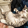 cat, tabby, pet, fur, whiskers, relaxed, lying_down, blanket, pillow, indoor, cozy, cute, sleepy, domestic_animal, animal, mammal, striped, white_paws, resting, comfortable
