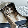cat, blanket, stretching, paw, bed, cozy, feline, green_eyes, pink_nose, whiskers, indoor, resting, fur, tabby, white_paw, soft_texture, polka_dots, curious, cute, relaxed