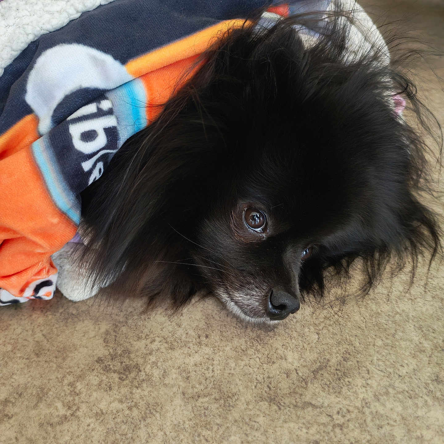 Tilou a rejoint le concours — aidez-le/la à gagner de superbes lots ! dog, black_dog, fluffy, blanket, resting, indoor, floor, cozy, pet, animal, fur, portrait, cute, lying_down, close_up, domestic_animal, canine, sleepy, colorful_blanket, soft