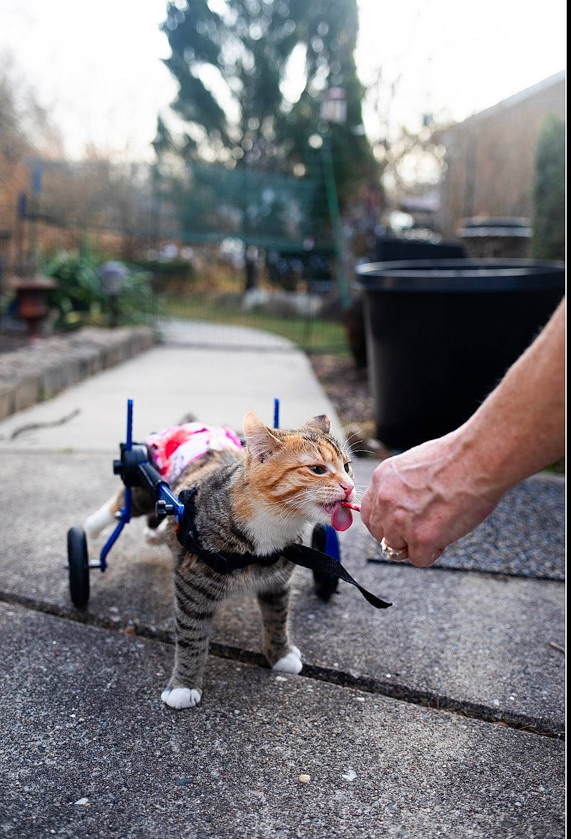 Minka joined the competition — help win amazing prizes! asphalt, carnivore, cat, domestic_short_haired_cat, fawn, felidae, fur, human_leg, leash, plant, road, road_surface, sidewalk, sitting, sky, small_to_medium_sized_cats, snout, tail, tree, whiskers