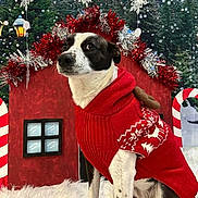 Leia joined the competition — help win amazing prizes! animal, background, candy_cane, christmas, costume, cute, decorations, dog, festive, forest, holiday, indoors, pet, portrait, red_sweater, seasonal, snow, snowflake, tinsel, winter