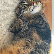 Cutie is registered to the contest to win money with this photo: cat, tabby, fluffy, pet, indoor, curious, paw, fur, whiskers, relaxed, closeup, animal, cute, domestic, mammal, laying, face, eyes, home, texture