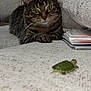 cat, tabby_cat, turtle, couch, pillow, indoor, pet, animal, curious, closeup, furniture, cozy, beige, texture, whiskers, green, small_turtle, relaxing, watching, companion