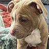 Lilo is registered to the contest to win money with this photo: puppy, dog, pet, close_up, brown_fur, white_chest, ears, nose, blanket, couch, indoors, young_dog, fur, animal, domestic_animal, cute, portrait, sitting, soft_texture, calm