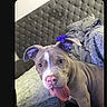 Lilo joined the competition — help win amazing prizes! dog, tongue_out, bed, blanket, headboard, purple_scrunchie, pet, indoor, cute, playful, animal, fur, ears, pink_nose, happy, looking_at_camera, domestic_animal, canine, resting, room