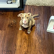 Lilo is registered to the contest to win money with this photo: puppy, dog, floor, wooden_floor, carpet, refrigerator, indoor, pet, animal, young_dog, brown_dog, white_markings, looking_up, cute, small_dog, flooring, home, domestic, curious, sitting