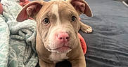 Lilo joined the competition — help win amazing prizes! animal, bed, blanket, canine, comfortable, cozy, cute, dog, domestic_animal, ears, fur, indoor, looking, nose, paw, pet, pillow, puppy, resting, young