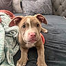puppy, dog, bed, blanket, pillow, cute, pet, animal, indoor, cozy, fur, ears, nose, paw, looking, young, resting, domestic_animal, canine, comfortable