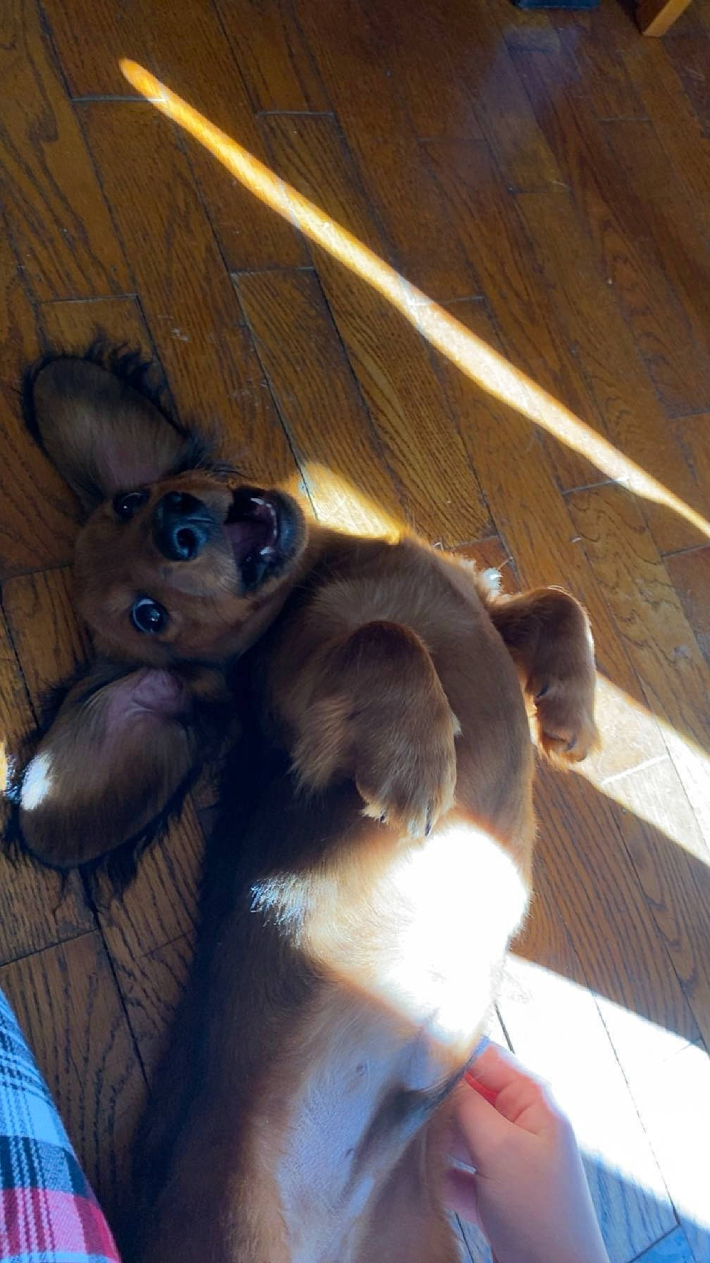 Thor joined the competition — help win amazing prizes! carnivore, companion_dog, dog_breed, electric_blue, fawn, felidae, fur, gesture, hardwood, human_leg, paw, small_to_medium_sized_cats, snout, sporting_group, stuffed_toy, tail, thumb, whiskers, wood, working_animal