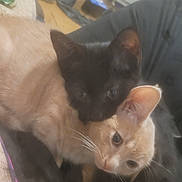 Pebbles joined the competition — help win amazing prizes! cat, kitten, black_cat, cream_cat, pets, indoor, cushion, snuggling, close_up, furry, whiskers, ears, floor, cozy, animal, cute, companions, resting, soft_focus, domestic