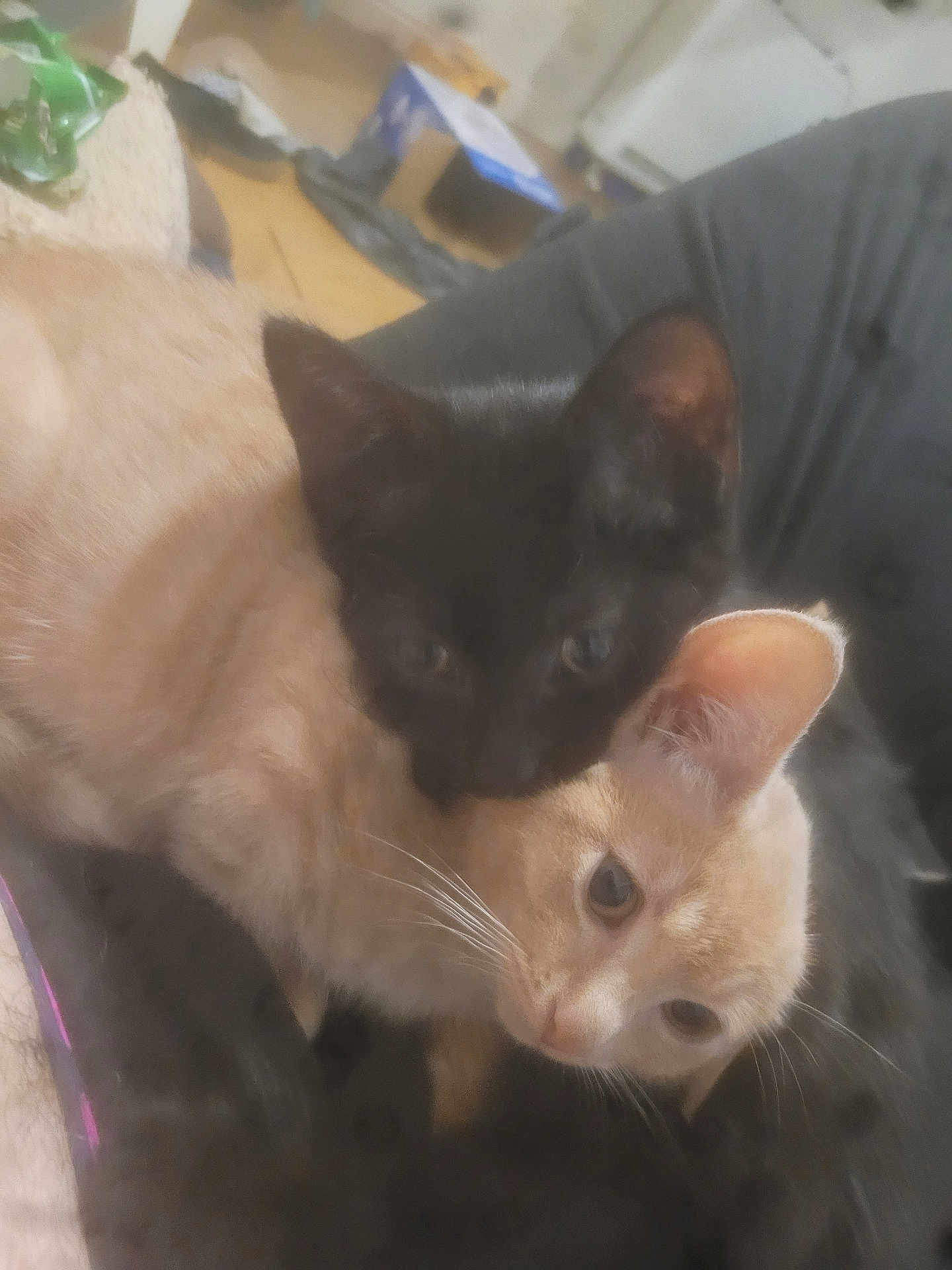 Pebbles joined the competition — help win amazing prizes! cat, kitten, black_cat, cream_cat, pets, indoor, cushion, snuggling, close_up, furry, whiskers, ears, floor, cozy, animal, cute, companions, resting, soft_focus, domestic