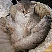 Claud is registered to the contest to win money with this photo: cat, sleeping, cozy, furry, pet, soft_bed, fluffy, relaxed, animal, cute, domestic_cat, resting, whiskers, tail, paws, indoor, fur, comfortable, nap, peaceful