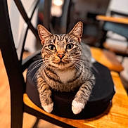 Girlfriend is registered to the contest to win money with this photo: bokeh, cat, chair, close_up, cozy, cushion, domestic_cat, ears, eyes, feline, furniture, household, indoor, paws, pet, portrait, sitting, tabby_cat, whiskers, wooden_chair
