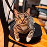 bokeh, cat, chair, close_up, cozy, cushion, domestic_cat, ears, eyes, feline, furniture, household, indoor, paws, pet, portrait, sitting, tabby_cat, whiskers, wooden_chair