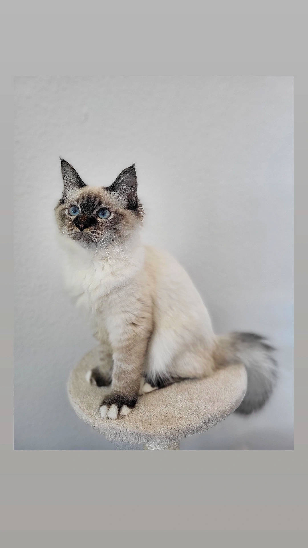Osiris a rejoint le concours — aidez-le/la à gagner de superbes lots ! birman, carnivore, cat, door, fawn, felidae, fur, paw, siamese, sitting, small_to_medium_sized_cats, snout, tail, terrestrial_animal, thai, whiskers, window