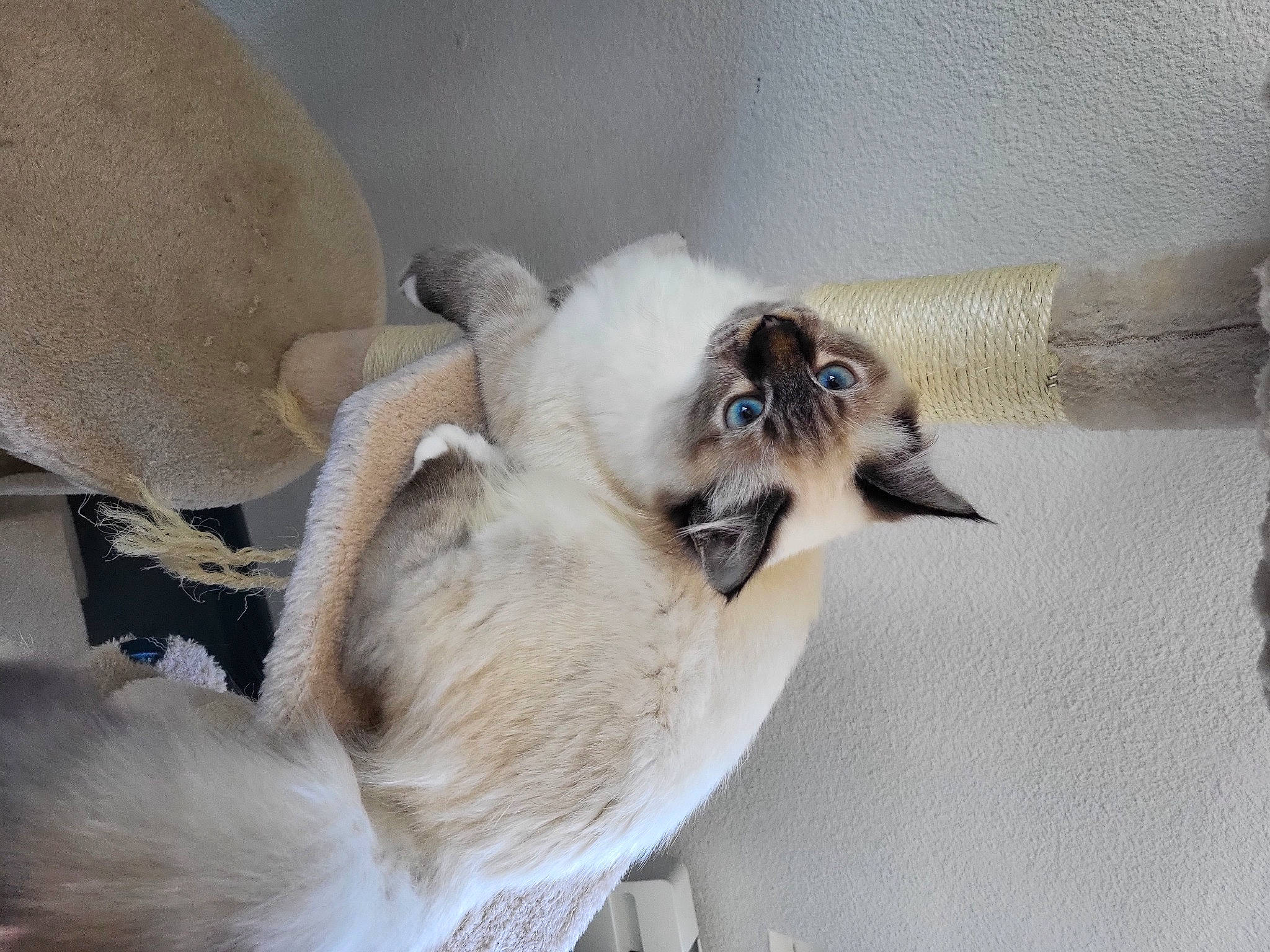 Osiris participe au concours pour gagner de l'argent avec cette photo : balinese, birman, canidae, carnivore, claw, comfort, companion_dog, dog_breed, fawn, felidae, fur, paw, siamese, small_to_medium_sized_cats, snout, sporting_group, tail, terrestrial_animal, thai, whiskers