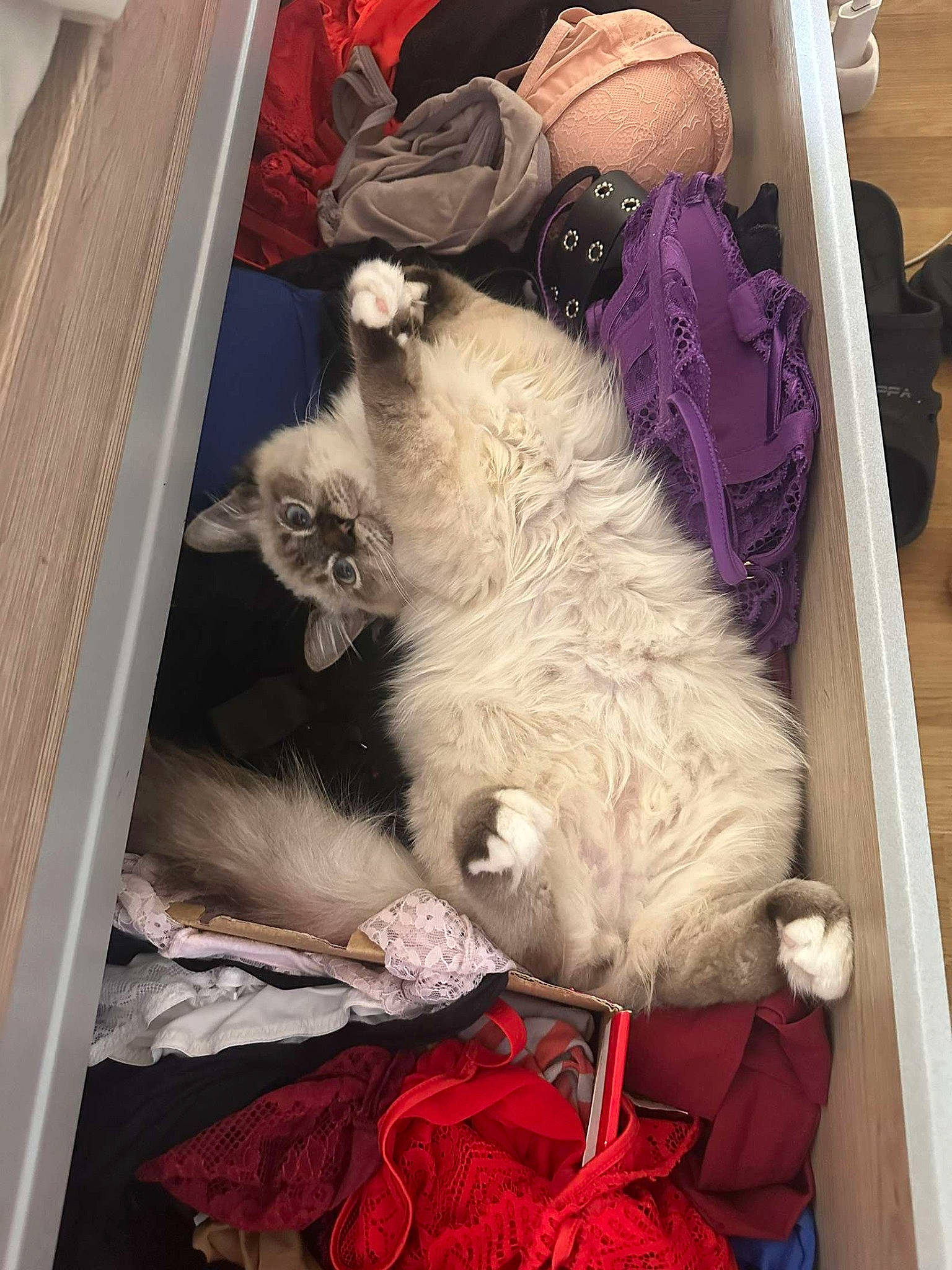 Osiris participe au concours pour gagner de l'argent avec cette photo : canidae, carnivore, cat, comfort, companion_dog, dog_breed, fawn, felidae, fur, lap, magenta, room, small_to_medium_sized_cats, snout, sporting_group, tail, textile, toy, whiskers, wood