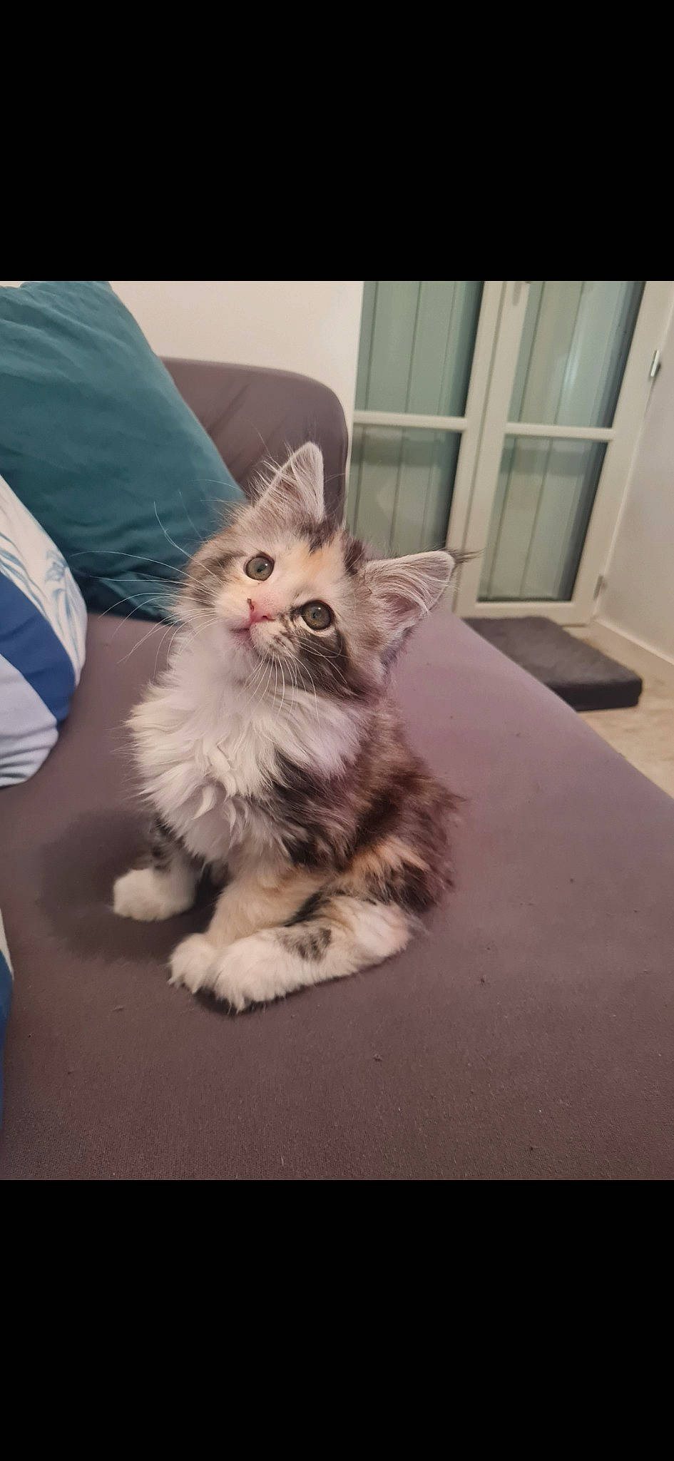 Isis participe au concours pour gagner de l'argent avec cette photo : british_longhair, carnivore, cat, chair, claw, comfort, companion_dog, domestic_short_haired_cat, felidae, flooring, fur, paw, ragdoll, sitting, small_to_medium_sized_cats, snout, tail, whiskers