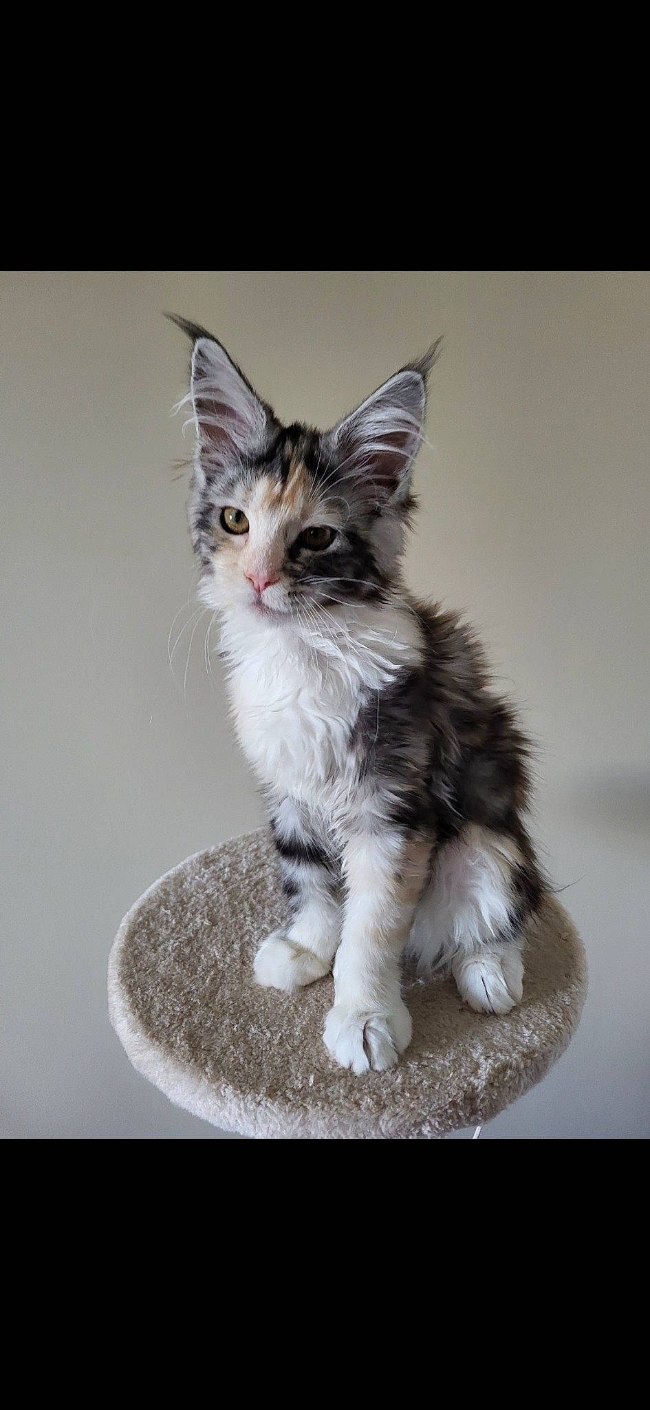 Isis participe au concours pour gagner de l'argent avec cette photo : art, carnivore, cat, cat_supply, claw, domestic_short_haired_cat, felidae, fur, paw, photo_caption, sitting, small_to_medium_sized_cats, snout, tail, terrestrial_animal, whiskers