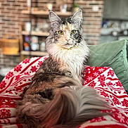 Isis a rejoint le concours — aidez-le/la à gagner de superbes lots ! animal, blanket, brick_wall, cat, cozy, cute, decor, domestic, feline, green_eyes, home_interior, indoor, long_hair, pattern, pet, red, relaxed, shelf, tail, white