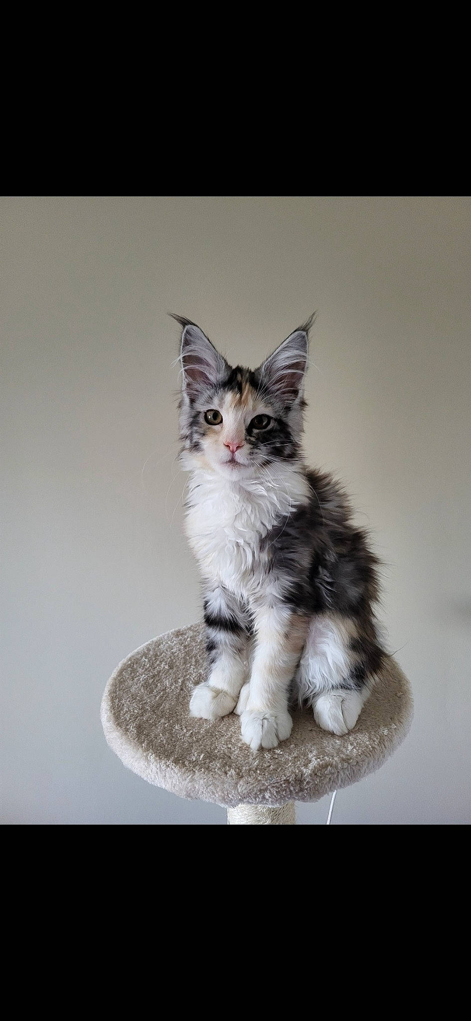 Isis a rejoint le concours — aidez-le/la à gagner de superbes lots ! art, carnivore, cat, claw, domestic_short_haired_cat, felidae, fur, gesture, liquid, paw, photo_caption, small_to_medium_sized_cats, snout, still_life_photography, tail, terrestrial_animal, whiskers