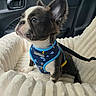 Moochie joined the competition — help win amazing prizes! puppy, dog, pet_bed, car_interior, harness, blue, fur, ears, window, sunlight, cozy, snout, alert, sitting, closeup, young_dog, leash, black_and_white, soft_texture, indoors