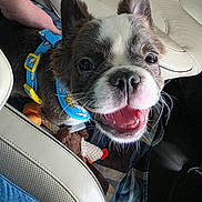 Moochie joined the competition — help win amazing prizes! dog, puppy, blue_collar, car_interior, car_seat, blanket, toy, happy, smiling, pet, canine, closeup, fur, whiskers, ears, nose, mouth, teeth, human_hand, seatbelt