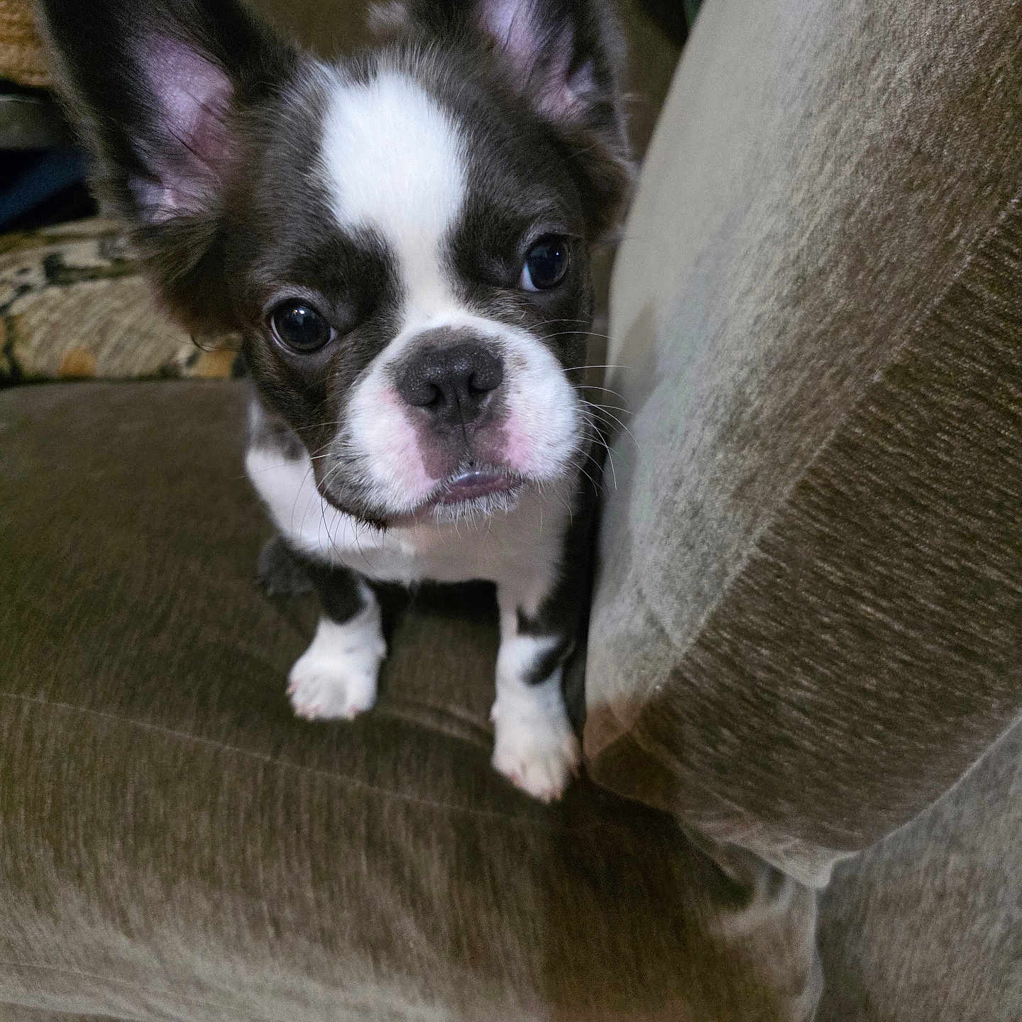 Moochie joined the competition — help win amazing prizes! puppy, dog, black_and_white, ears, couch, indoor, pet, animal, cute, young, fur, face, sitting, looking, curious, whiskers, closeup, home, friendly, adorable