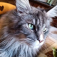 Willy a rejoint le concours — aidez-le/la à gagner de superbes lots ! alert, animal, cat, close_up, ear_tufts, fluffy, fur, furniture, gray_cat, green_eyes, indoors, kitchen, longhaired, pet, photography, portrait, seated, side_profile, table, whiskers