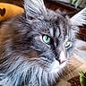 alert, animal, cat, close_up, ear_tufts, fluffy, fur, furniture, gray_cat, green_eyes, indoors, kitchen, longhaired, pet, photography, portrait, seated, side_profile, table, whiskers
